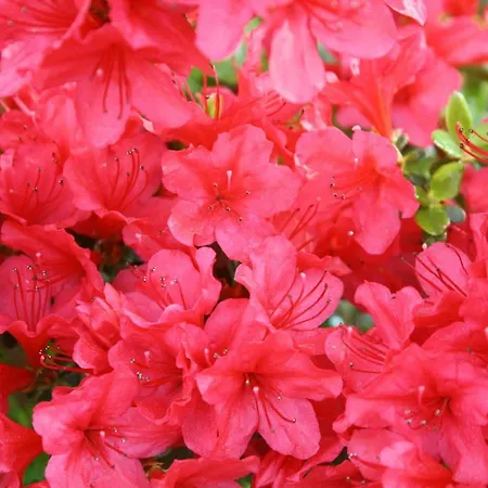 بيت للعطل Le Laurentin