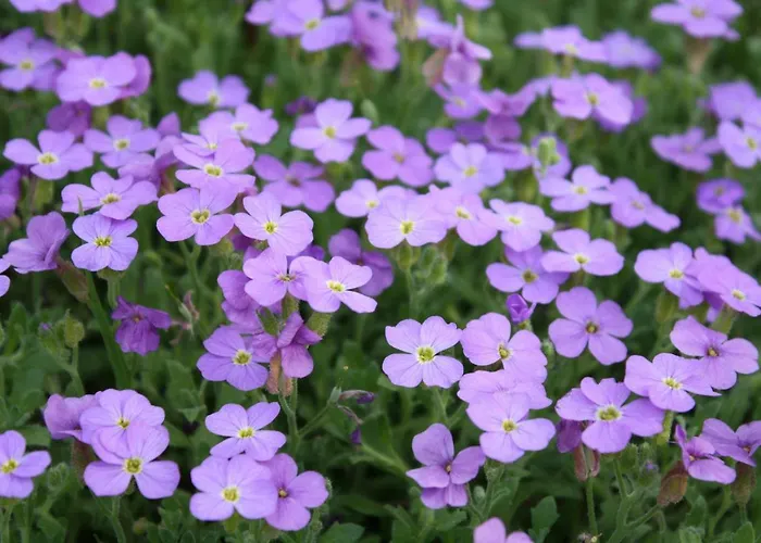 Semesterbostad Le Laurentin Saint-Laurent-du-Plan