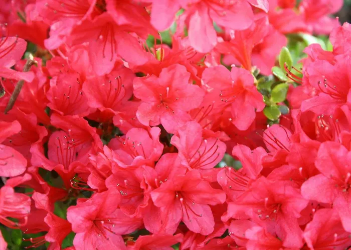 Semesterbostad Le Laurentin